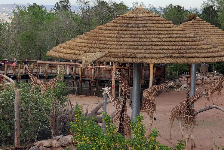 a herd of giraffe around a thatched hut