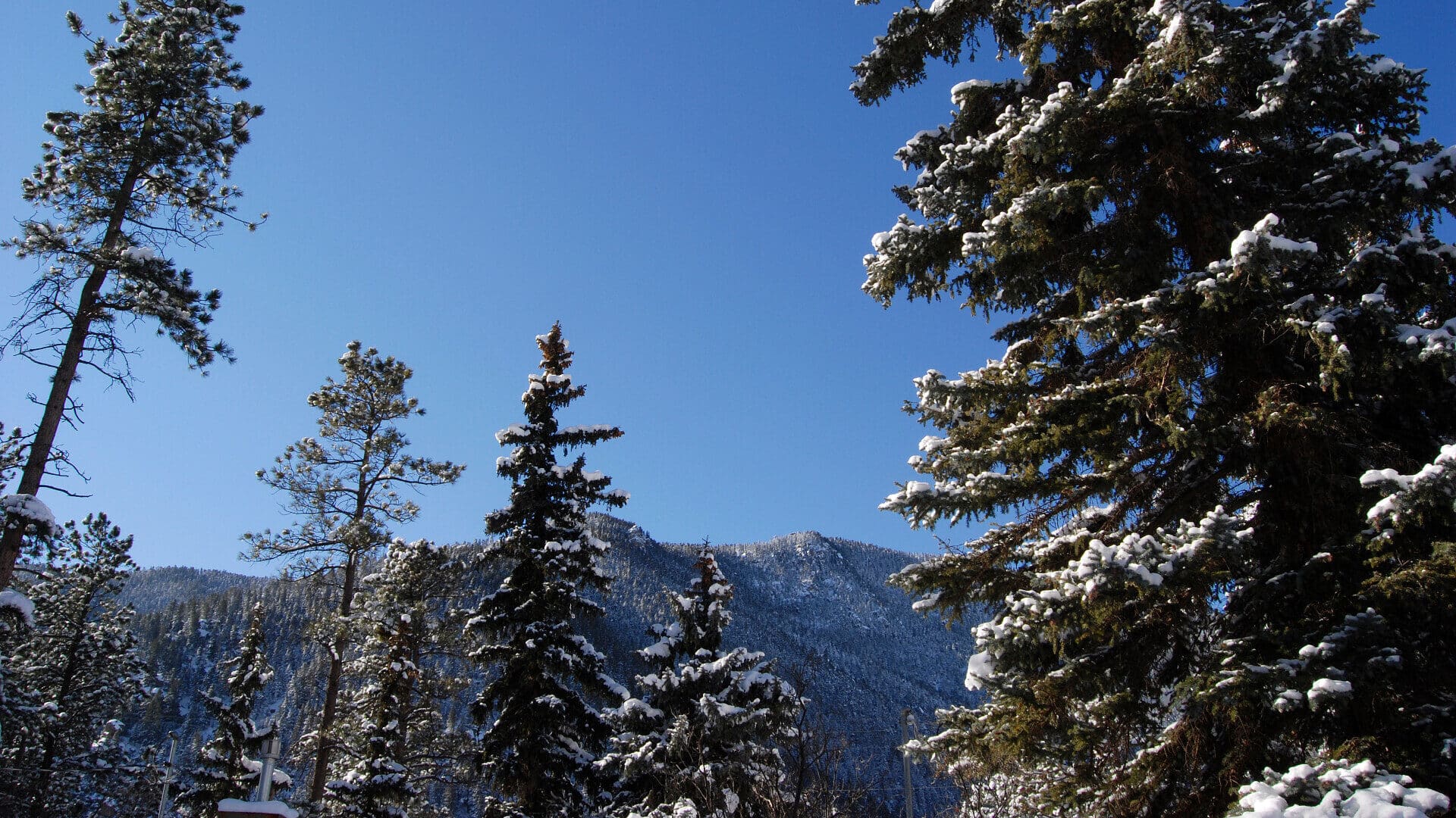 pine trees dusted with snow with a backdrop of mountains and blue skies