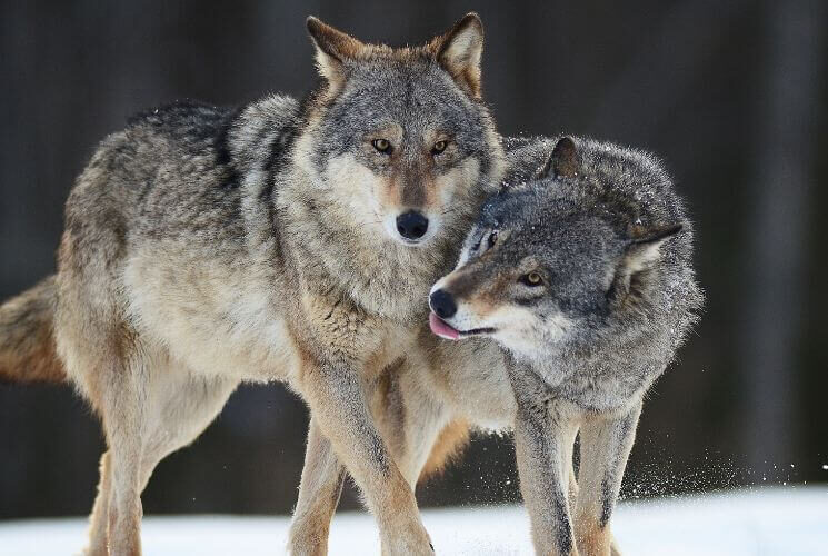 a pair of grey wolves