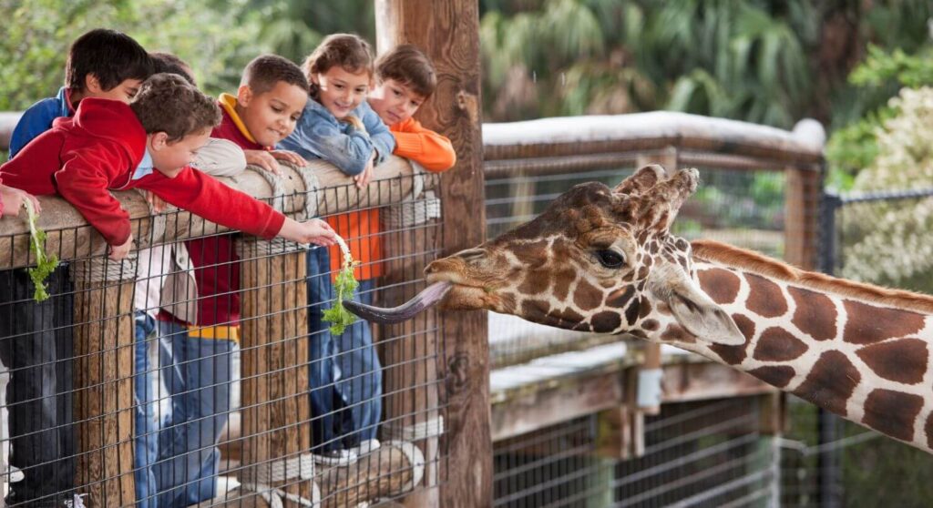 children feeding lettuce to a giraffe
